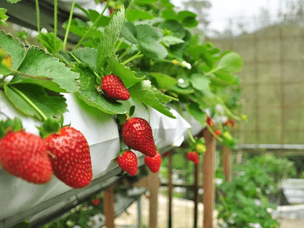 Strawberry Farms