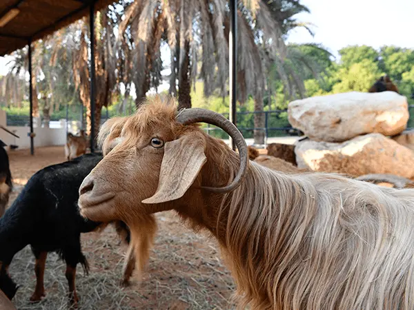 Sharjah Desert Park