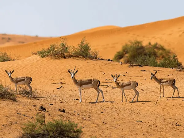 Al Wadi Desert