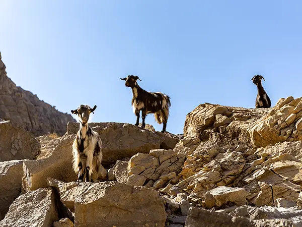 Jebel Jais