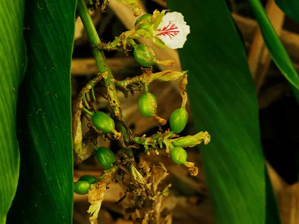 Spice Plantations