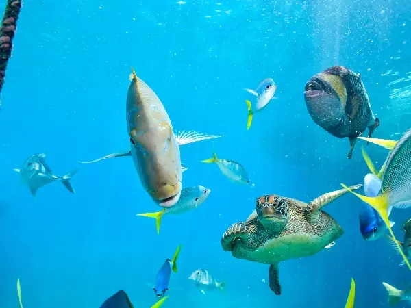 Marine Aquarium