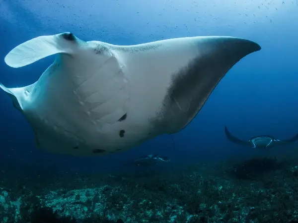 Manta Point