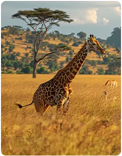 Wildlife Safari
