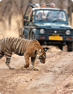 Wildlife Safari