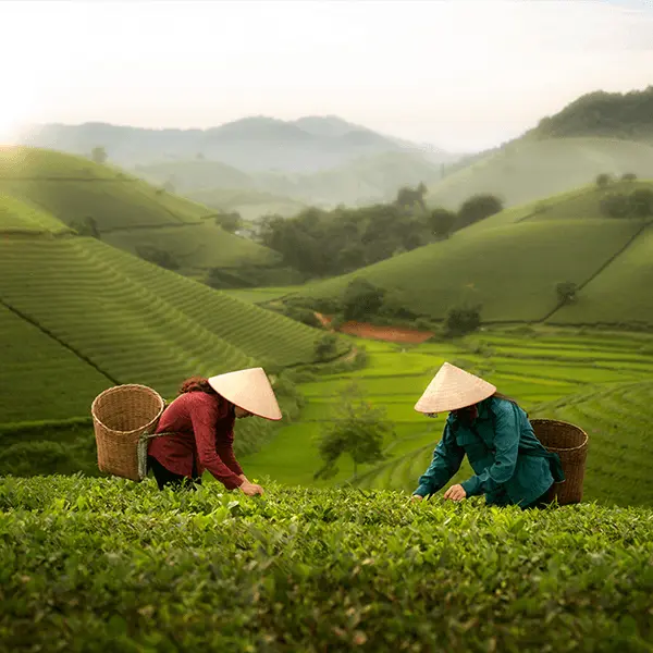 Cameron Highlands