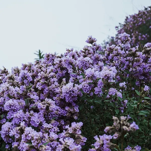 Munnar