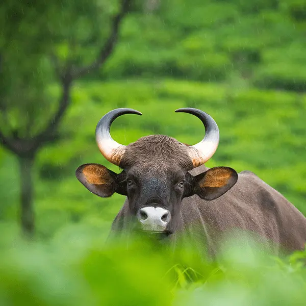 Thekkady