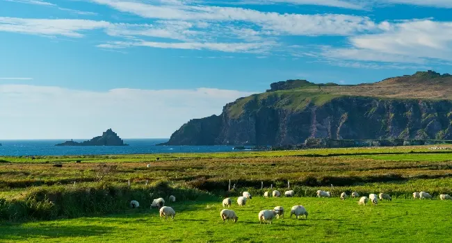 Dingle