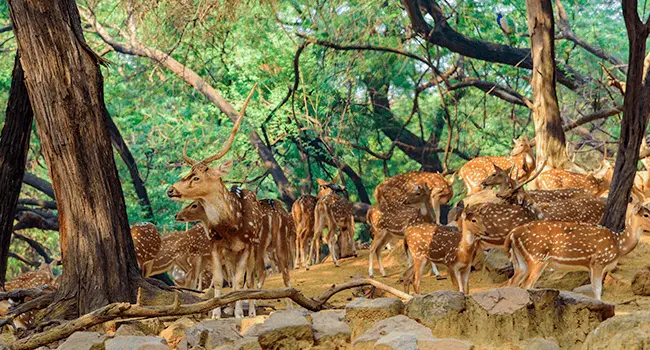 Hauz Khas Complex