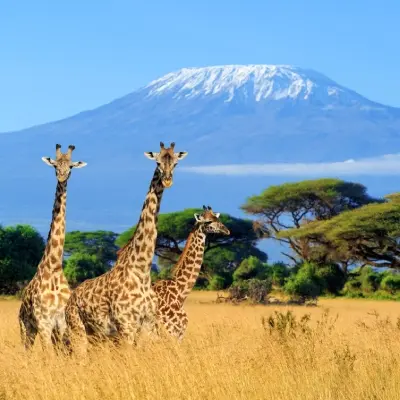 intersight Kenya
