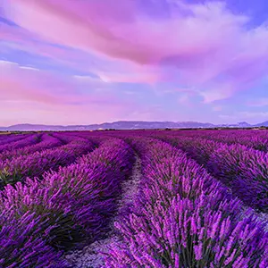 intersight Provence
