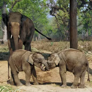 intersight Chitwan
