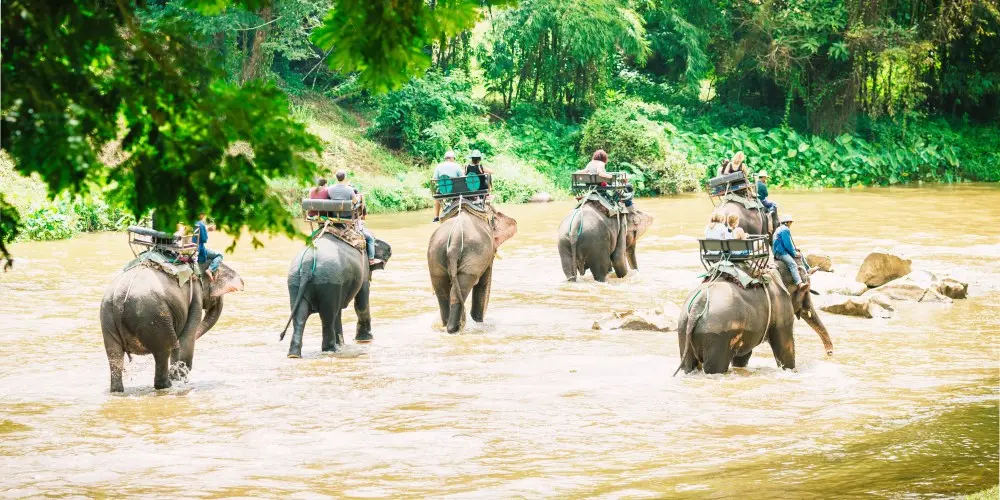 Thai Cultural Odyssey