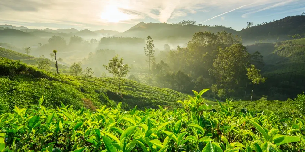 Highlands To Backwaters Sojourn