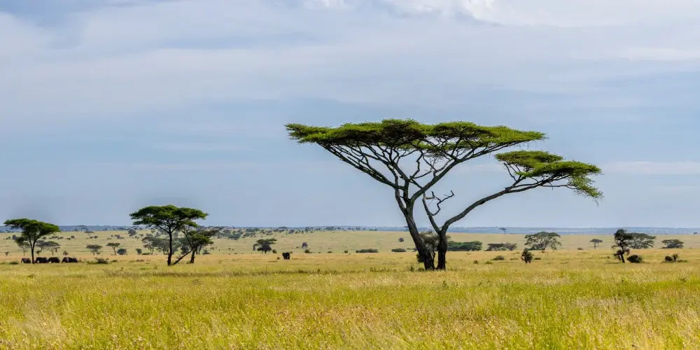 East African Safari Experience