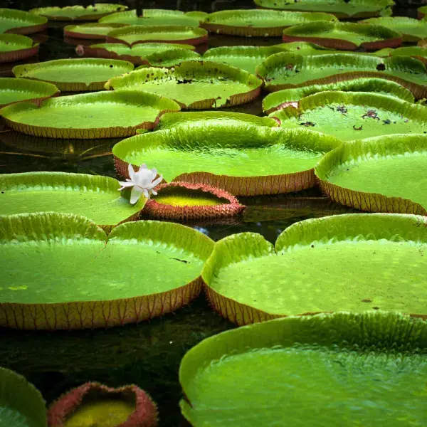 Mauritius Romantic Escape