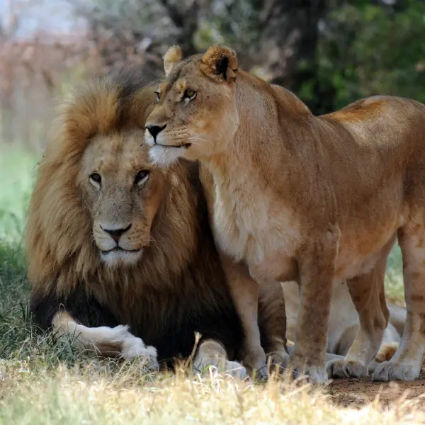 Spectacular South Africa