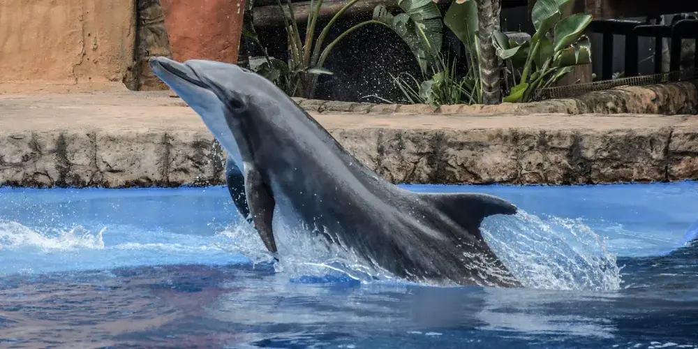 Vibrant South Africa