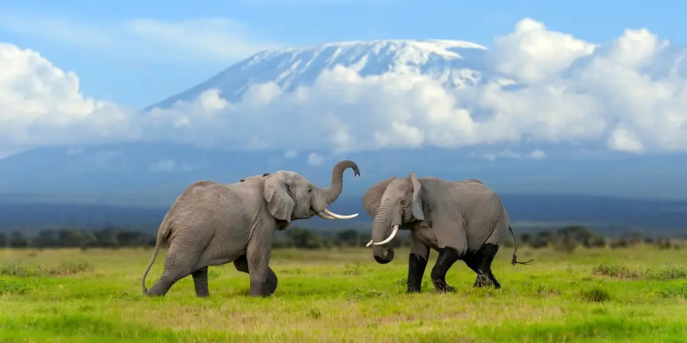 Tanzania Wildlife Safari Spectacular