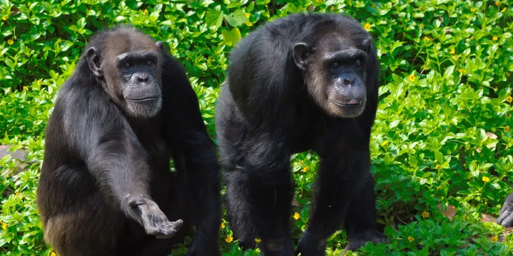 Tanzania Wildlife Safari Spectacular