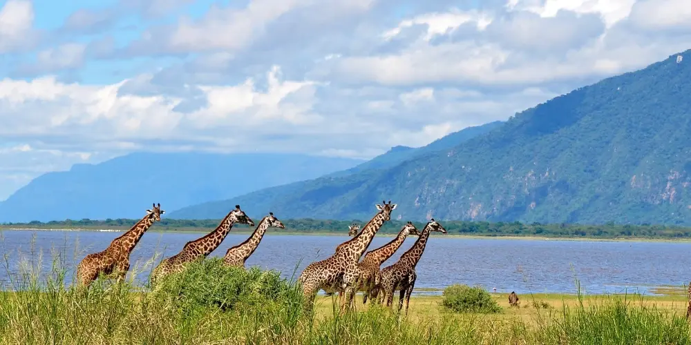 Tanzania Wildlife Safari Spectacular
