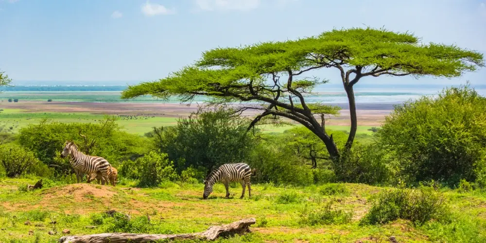Tanzania Wildlife Safari Spectacular