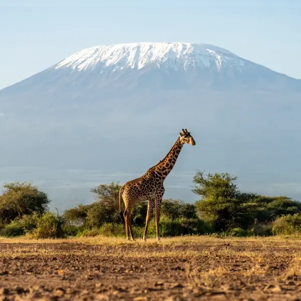 Tanzania Wildlife Safari Spectacular