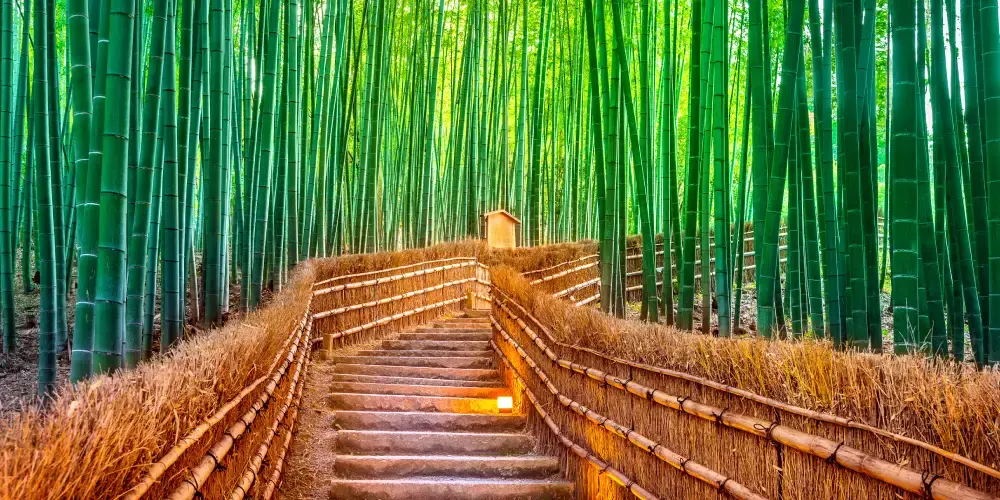 Discover the magic of Japan