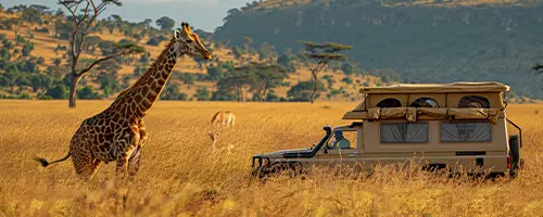 Wildlife Safari