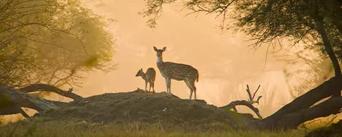 Wildlife Safari