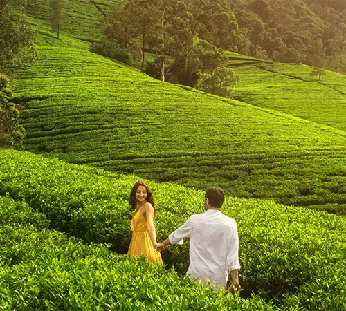 Honeymoon Packages